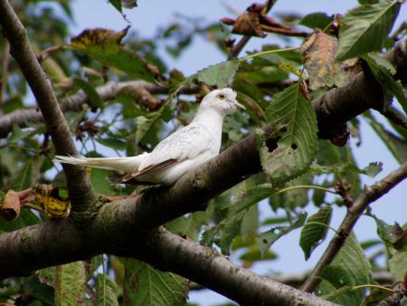 VOICI L OISEAU BLANC APPELE 